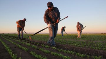El sector de la agricultura sufriría por la mano de obra en caso de darse las deportaciones.