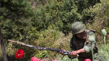 Sembradíos de amapola. Getty