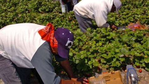 Las detenciones de migrantes ocurren más en zonas agrícolas, como el Valle Central, que en LA. / ARCHIVO.