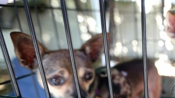 En California, 36 jurisdicciones ya han aprobado ordenanzas para impedir la venta de animales de criaderos.
