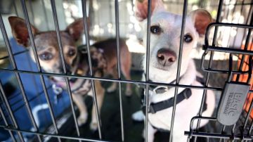 En California, 36 jurisdicciones ya han aprobado ordenanzas para impedir la venta de animales de criaderos.