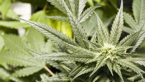 Los acusado tenían más de 1,000 plantas de marihuana en el norte de California