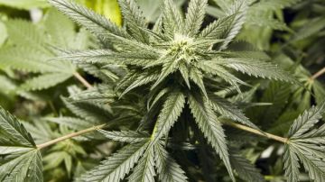 Los acusado tenían más de 1,000 plantas de marihuana en el norte de California