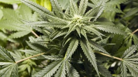 Marihuana para uso medicinal.