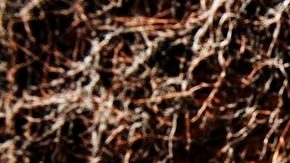 Jennifer Clement / by Cata Portin