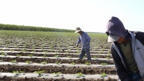 Algunos trabajadores del campo sí pueden ejercer la distancia social. (Aurelia Ventura/La Opinión).
