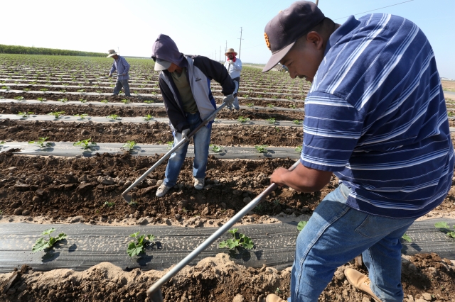 Trabajadores agrícolas en el Central Valley de California.