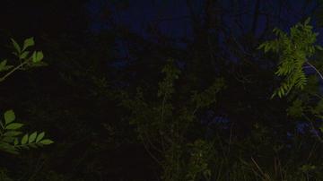 La leona P-39 murió al intentar cruzar la autopista 118.