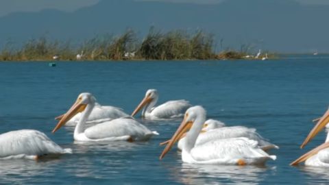 Pelícanos en el Lago de Chapala