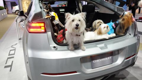 Perros a bordo