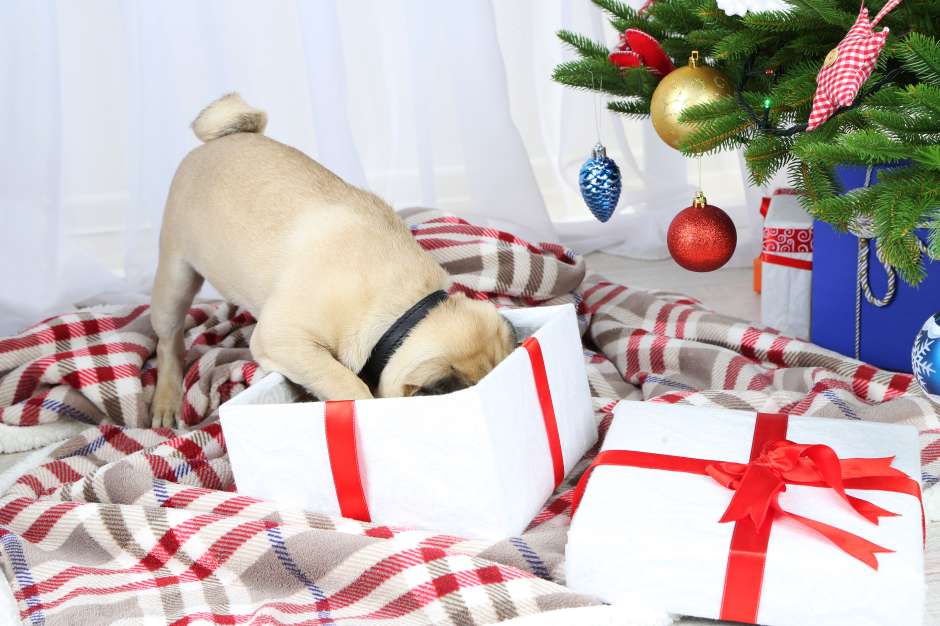Para el canino no vigilado, las decoraciones navideñas y los regalos de Navidad bajo el árbol son toda una tentación para sus juegos y travesuras.