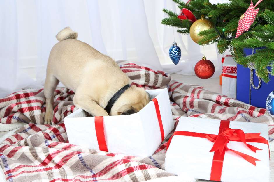 Para el canino no vigilado, las decoraciones navideñas y los regalos de Navidad bajo el árbol son toda una tentación para sus juegos y travesuras. 