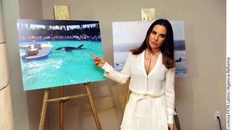 kate del castillo