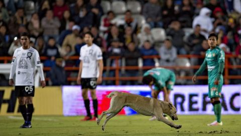 Un perro hizo de las suyas en el Pachuca vs. Jaguares.