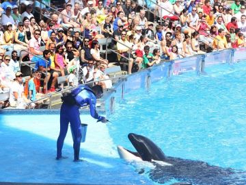Luego de un documental en donde se denuncia la vida que llevan estos animales en los parques temáticos, el número de visitas a SeaWorld bajó considerablemente.