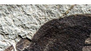 Esta es la baya que se ha convertido en carbón.