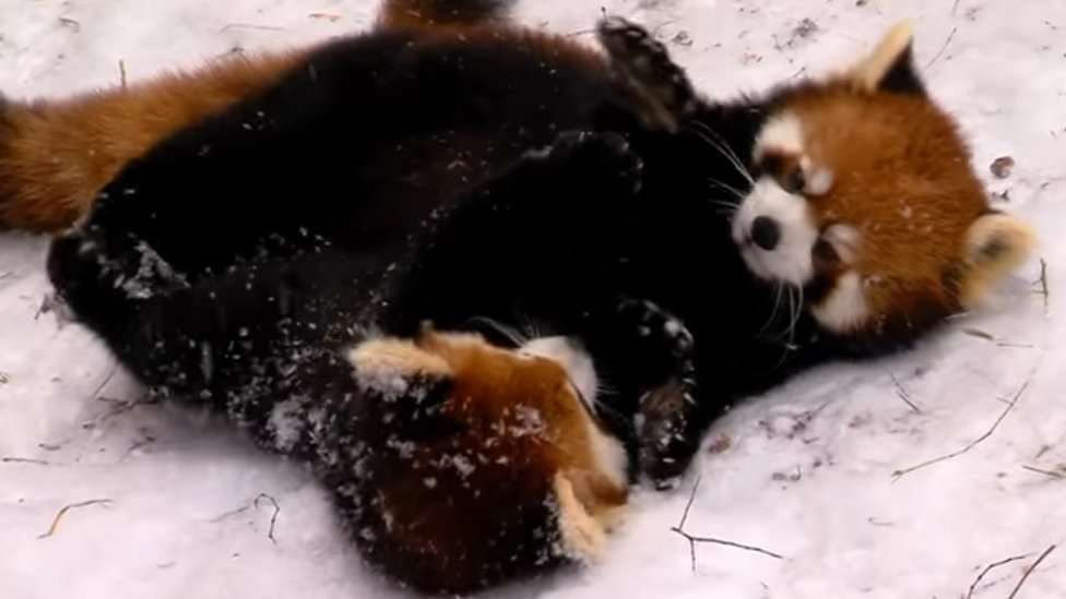 Video: Así juegan en la nieve los cachorros de panda rojo en el zoo de Cincinnati