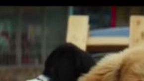 PETA llamó a los amantes de los canes a boicotear la cinta que se estrenaría en enero.