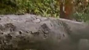 Un árbol cayó encima de un coche, casi matando a la mujer que estaba dentro en Pasadena.