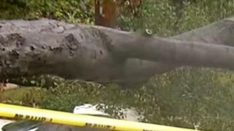 Un árbol cayó encima de un coche, casi matando a la mujer que estaba dentro en Pasadena.