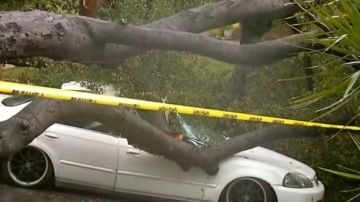 Un árbol cayó encima de un coche, casi matando a la mujer que estaba dentro en Pasadena.