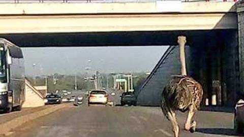 El animal escapó de una granja local.