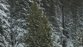 Frank Gehrke mide la profunidad de la nieve para estimar el porcentaje de agua en la Sierra Nevada el martes.