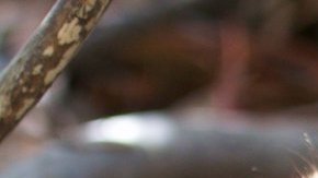 Fue arrollado cerca de Simi Valley, en un área donde habían muerto atropellados otros dos pumas desde diciembre.