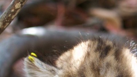 Fue arrollado cerca de Simi Valley, en un área donde habían muerto atropellados otros dos pumas desde diciembre.