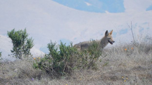 El coyote depende de su sentido del olfato para cazar.