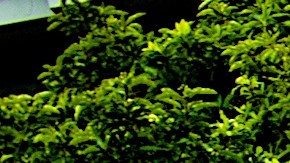 La mayoría de los estudiantes en los colegios comunitarios de California son de origen latinoamericano.