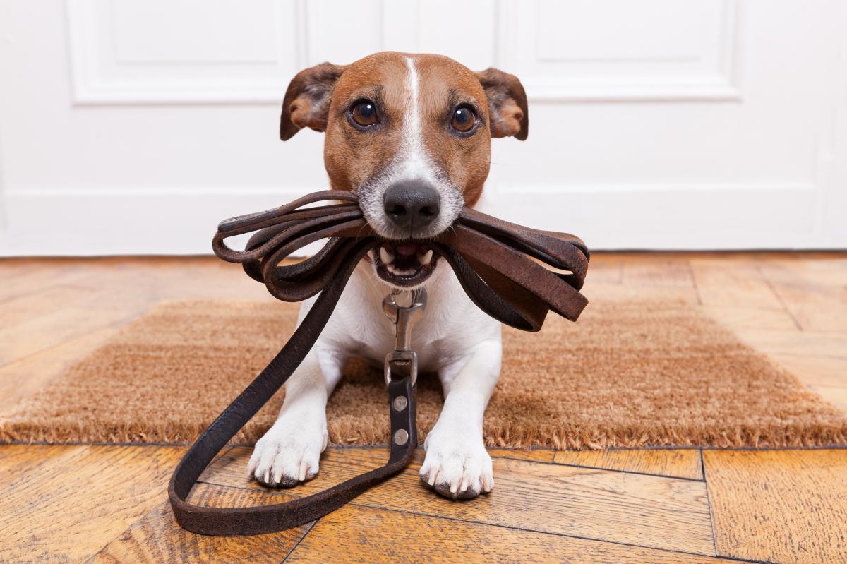 Grapa Todo el tiempo aprendiz Condado de Los Ángeles aumenta el límite de perros por hogar - La Opinión