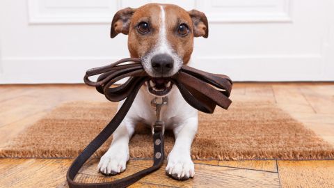 Para que el perro no haga sus necesidades dentro de la casa hay que sacarlo a su paseo rutinario ante de salir de casa y regresar. En muchos casos, el mismo lo recordará al sentarse en la puerta con la correa.