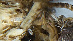 Imagen de de la cabeza de un macho Neopalpa donaldtrump