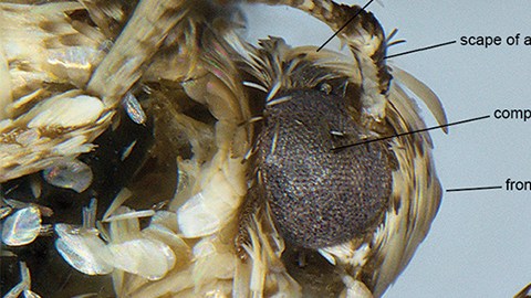 Imagen de de la cabeza de un macho Neopalpa donaldtrump