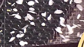 Entrenador y jugadores estrella de los Tigers de Clemson celebran con el trofeo de campeones del futbol americano colegial.