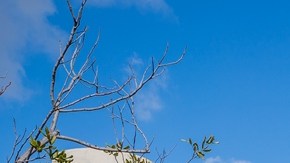 Supuestamente, los 227 acres de terreno pasarán a estar ocupados por un parque.