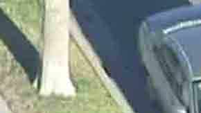 La Policía de Whittier investiga el atropellamiento mortal. (Foto: Captura/KTLA)