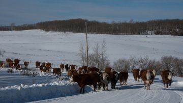 El cuidado del ganado es difícil en Montana.