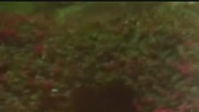 El agente no está arrestado ni afronta por el momento ningún cargo criminal.