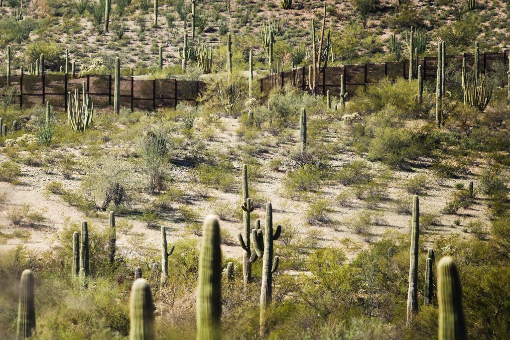 La cerca de la frontera rodeada por cactos de tubo de órgano cerca de Lukeville, Arizona. JIM WATSON/AFP/Getty Images