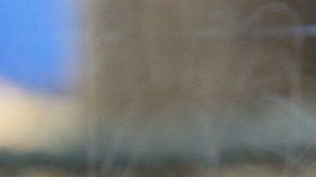 Orangutan en cautiverio