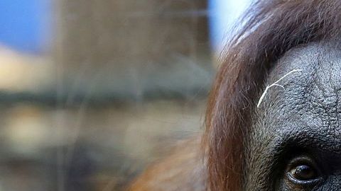 Orangutan en cautiverio