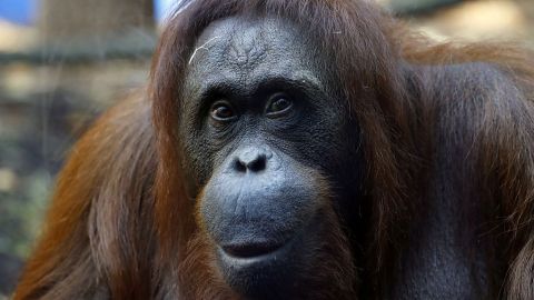 Orangutan en cautiverio