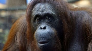 Orangutan en cautiverio