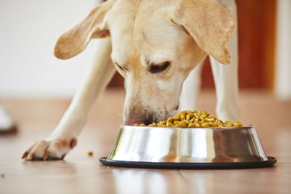 Es responsabilidad del amo disponer de la comida adecuada y de agua limpia para alimentar a su mascota.