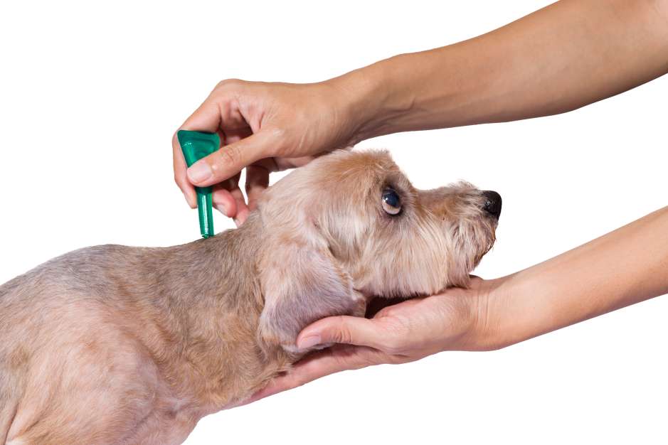 Dependiendo de la marca, edad y peso de la mascota, las pipetas contra las pulgas deben aplicarse cada mes o tres meses.