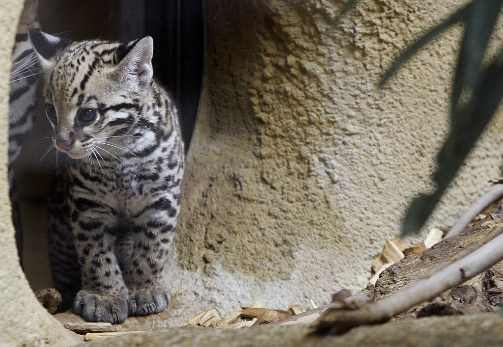 El ocelote es uno de los animales en peligro de extinción que estaría amenazado por el muro.