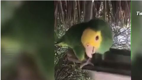 Perico entona el tradicional "Goya"