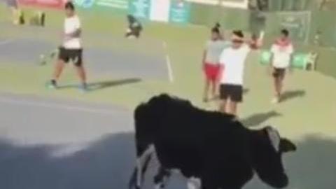 Vaca